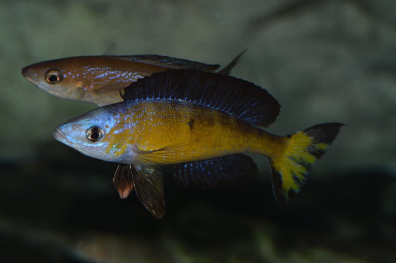 Cyprichromis microlepidotus 'Milima Island'